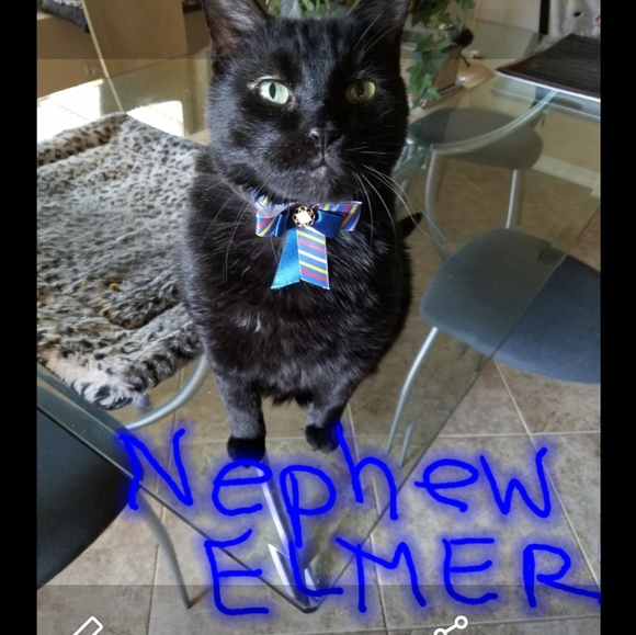 open to see cuties! PET FRIENDLY SELLER ❤🐈‍⬛🐶 - Picture 3 of 5